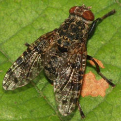 Platystoma lugubre